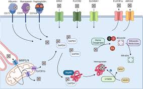 Image result for Blue Seta 2008 159