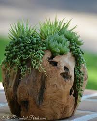 Low Light Great For Indoors Succulents Wood Succulent Planter Plants