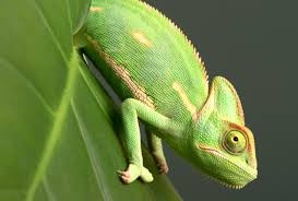 Veiled chameleons, otherwise known as yemen chameleons, have been around for millions of years. Veiled Chameleon Niabi Zoo