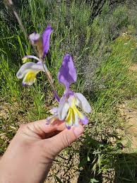 Image result for Sparaxis