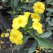 Image result for Reinwardtia