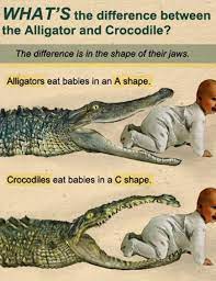 The easiest way to distinguish the three species apart is by observing their snout, however, i don't recommend getting too close :). Der Unterschied Zwischen Krokodil Und Alligator Das Kraftfuttermischwerk
