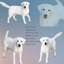 Maybe you would like to learn more about one of these? White Lab Puppies 1 Amazing White Labs English White Lab Puppies