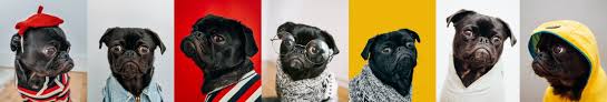 National dog groomers association of america. 16 Best Dog Groomers To Treat Your Pet To An Sf Spa Day In 2020