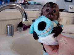 Monkeyboo monkey boo trained pet monkey boo monkey kid friendly animals pets monkey eating banana baby monkey monkey baby capuchin primate boo the monkey happy happy monkey happy the monkey baby brother monkey brother monkey bath time bath time monkey bath clean monkey baby monkey bath exotic animal exotic pet cute monkey animal vlog monkey. Best Monkey Bath Gifs Gfycat
