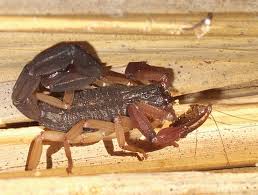 Check spelling or type a new query. Florida Bark Scorpion With Prey Centruroides Gracilis Bugguide Net