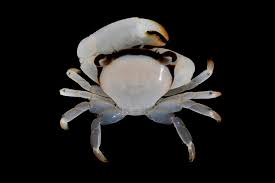 Image result for Heteromorpha involucrata