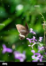 Mona Lavender Plectranthus Plants, Bulbs & Seeds At Lowes.Com