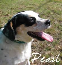 The cavalier charles spaniel is a purebred admired for its expressive eyes and beautiful look, as well as for its warmhearted temperament. Farmington Mi Cavalier King Charles Spaniel Meet Pearl A Pet For Adoption
