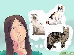 3 Ways To Breed Cats Wikihow