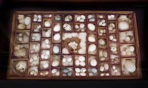 Copyright © 2018 the curiosity cabinet, inc. Cabinets Of Curiosity Contemporary Interpretations