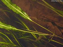 Image result for Potamogeton nodosus