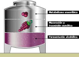 Resultado de imagen para fermentacion del vino