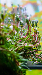 Image result for Rotala filiformis