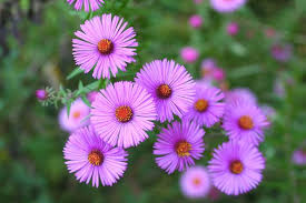 Maybe you would like to learn more about one of these? 4 Langkah Praktis Menanam Bunga Aster Di Pekarangan Pertanianku