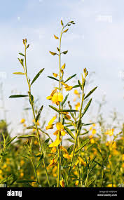 Image result for Crotalaria juncea
