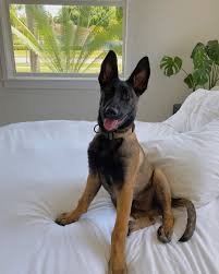 After completing submitting the form, choose from one of three plan options based on your pet's needs. A Woman Revealed It Took Days To Get Her 17 Cats And Dogs To Pose Together For A Picture Malinois Dog Animal Heros Malinois Puppies