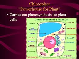 Do all plant cells carry out photosynthesis. The Cell Theory A Timeline Late 1500s First