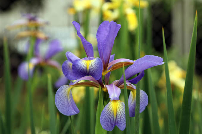 Iris Spuria (Blue Iris)