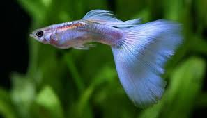 Pin On Guppy S