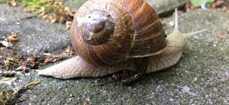 We did not find results for: Was Gegen Schnecken Im Garten Hilft B304