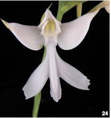 Image result for Habenaria arenaria
