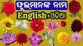 Common and botanical names of flowers listed alphabetically by their common name. 70 Flowers Name With Pictures In English To Odia à­­à­¦à¬Ÿ à¬« à¬²à¬° à¬¨ à¬® Name Of Flowers In English Odia Youtube