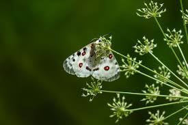 Image result for Parnassius apollo