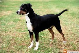 Zou het dichtst bij het oorspronkelijke pinschertype staan. Oostenrijkse Pinscher
