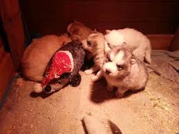 Below you will find a list of husky breeders located in iowa. Siberian Husky Puppies For Sale In Alpha Iowa Classified Americanlisted Com
