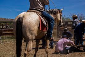 cowgal media • kasey best (@cowgal.media) • Instagram photos and videos