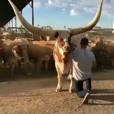 An Absolute Unite Of A Horn Cute Animals Animals Beautiful Wildlife Animals