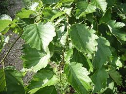 森づくりの技術