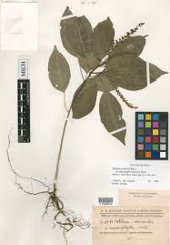 Image result for Hilleria latifolia