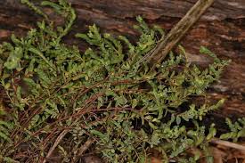 Image result for Euphorbia zambesiana