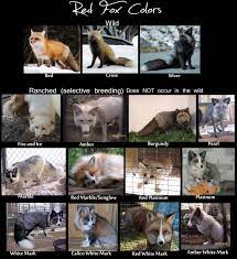 Red Fox Color Chart Live Pics By Krissyfawx On Deviantart Fox Species Red Fox Wild Dogs