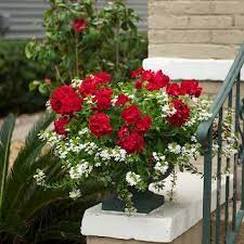 Red Geranium Container Garden Container Flowers Porch Flowers Red Geraniums