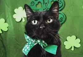 Looking for unusual cat name ideas? 190 Irish Cat Names Male Female Name Ideas With Meanings Petpress