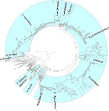 Bukit mertajam hotels and map. Prevalence Antimicrobial Susceptibility And Plasmid Profiling Of Vibrio Spp Isolated From Cultured Groupers In Peninsular Malaysia Bmc Microbiology Full Text