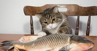 Check spelling or type a new query. Why Do Cats Like Fish