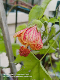 Image result for Abutilon sp.no.1