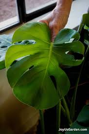 Image result for Monstera