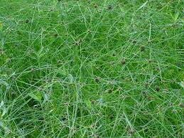 Image result for Oxycaryum