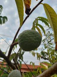 Image result for Annona reticulata