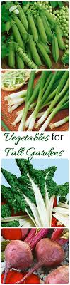 These types of vegetables tend to have rather shallow root systems and will produce an adequate crop they prefer cool weather and are best planted in early spring and early fall. Fall Gardens What Vegetables To Plant Now The Gardening Cook