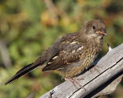 Image result for towhee
