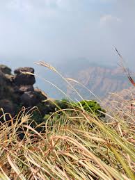 Image result for Dichanthium