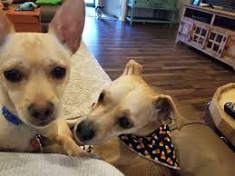 I am your fence mane!! And we loaded and ready to roll