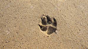 Other times there were only one. Dog Footprint On Beach Sand Natural Background Stock Photo Picture And Royalty Free Image Image 99274708