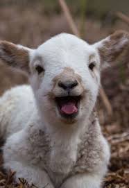 Happy Saturday Cute Animals Cute Baby Animals Animals